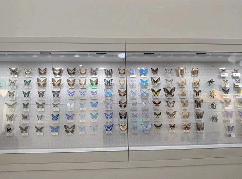 1710923707772104.jpg 周尧昆虫博物馆.jpg