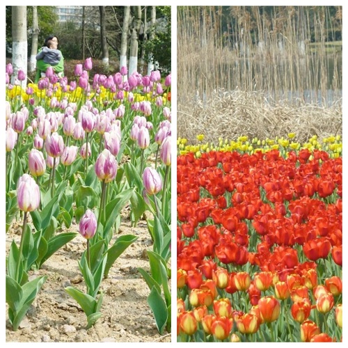 1710923707949430.jpg 鄞州公园郁金香.jpg