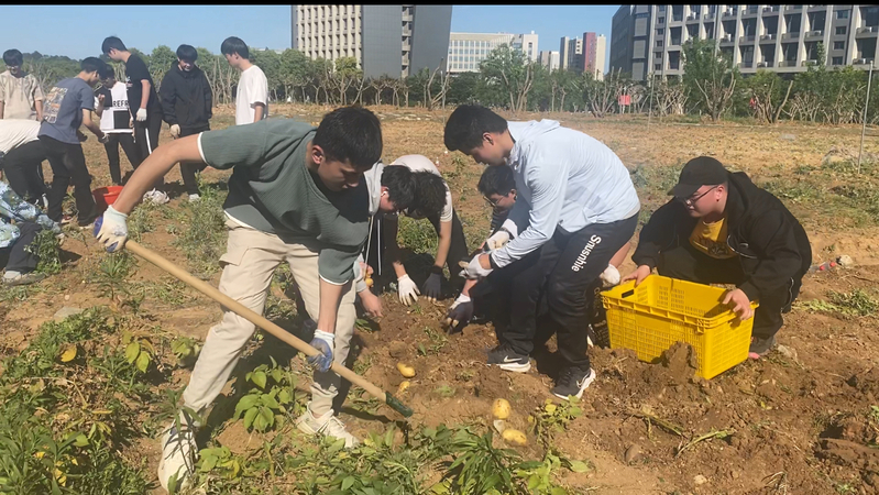 1717556650672848.jpg 江苏科技大学:“稼穑学堂”土豆喜丰收,劳动教育结硕果2.jpg
