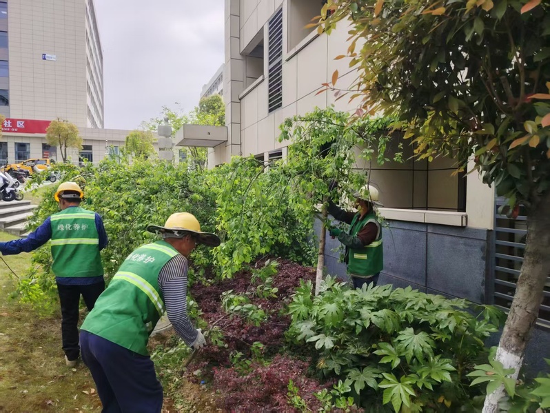 江苏科技大学：公寓中心联合校园管理科为学生公寓楼周边绿植整枝.jpg